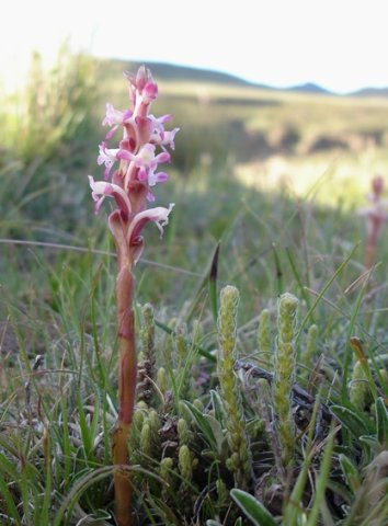 Satyrium longicauda var. jacottetianum curved, pale spurs